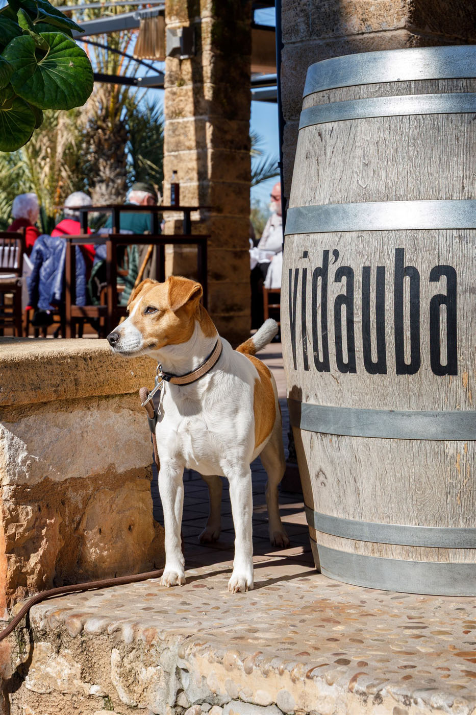 Perro en la terraza de Son Terrassa, restaurante pet friendly en Ca's Concos cerca de Felanitx, Mallorca